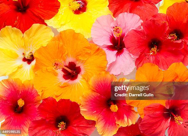 hibiscus flower pattern and design - flower multicolor stock-fotos und bilder