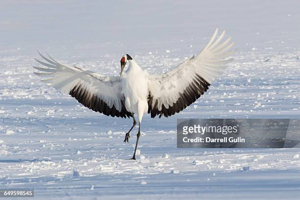 red crowned crane winter snow hokkaido - gespreizte flügel stock-fotos und bilder