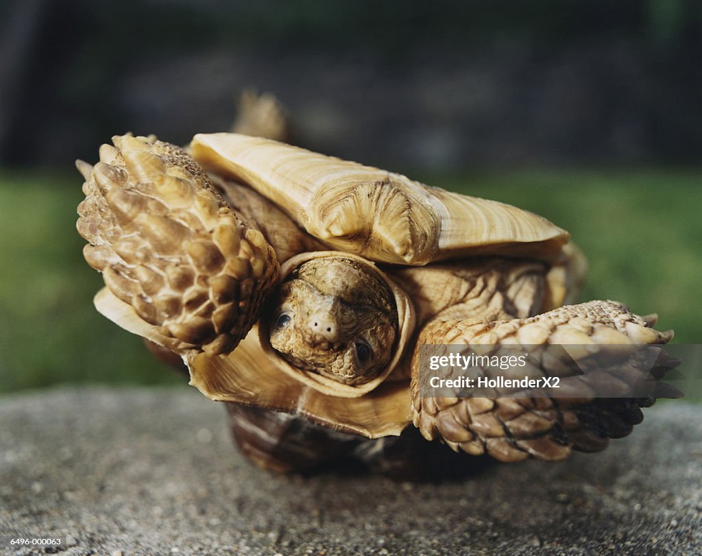 Upside Down Turtle
