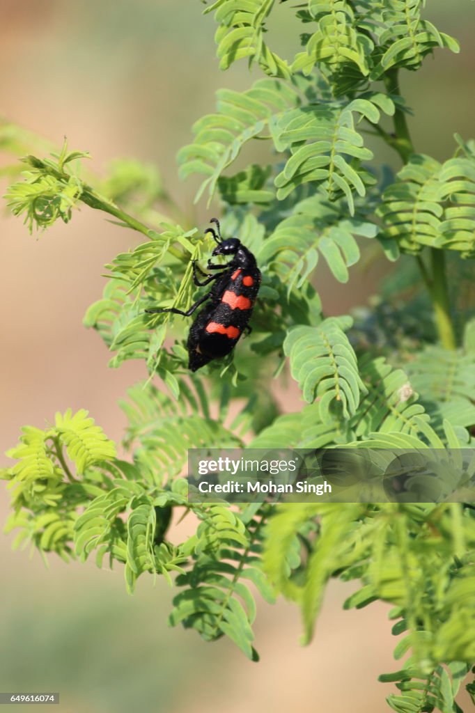 Black and Red beetle at Asola Bhatti Wildlife Sanctuary