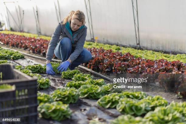 farmer picking lettuce - repetição imagens e fotografias de stock