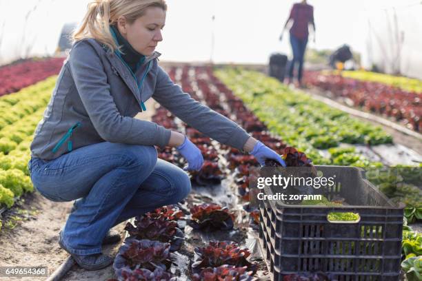 harvesting lettuce in greenhouse - boston lettuce stock pictures, royalty-free photos & images