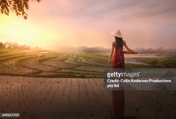 pacific islander woman standing in rice field - asian style conical hat 個照片及圖片檔