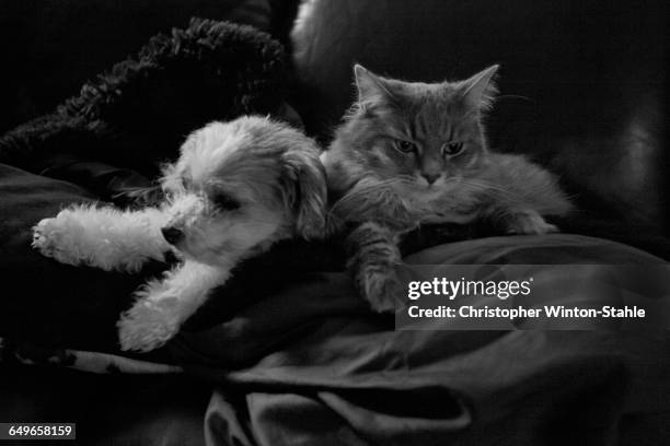 pets snuggling on sofa - black and white cat stock pictures, royalty-free photos & images