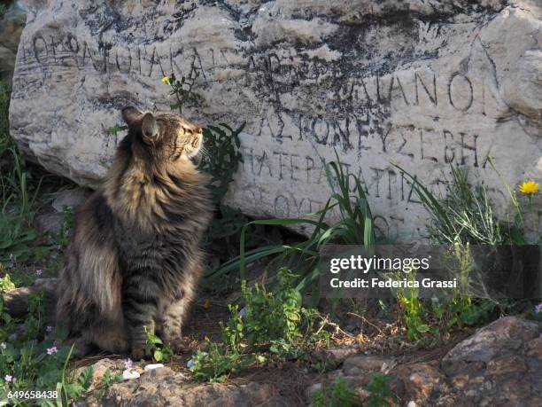 it's all greek to me! (cat "reading" ancient greek inscription) - ancient greek alphabet stock-fotos und bilder