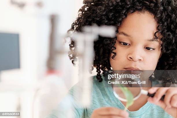 african american girl examining leaf in science classroom - mint leaves stock-fotos und bilder