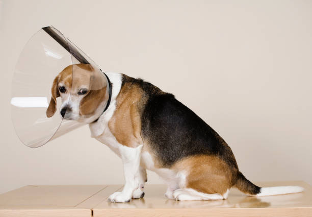sad dog wearing medical cone - e-collar stock pictures, royalty-free photos & images