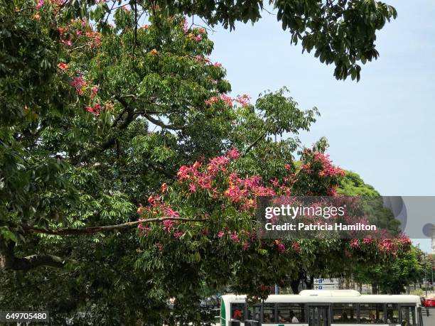 the silk floss tree (ceiba speciosa), buenos aires - ceiba speciosa stock pictures, royalty-free photos & images