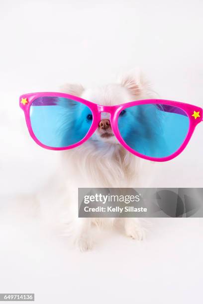 funny chihuahua puppy wearing giant oversized sunglasses - big sunglasses stock pictures, royalty-free photos & images