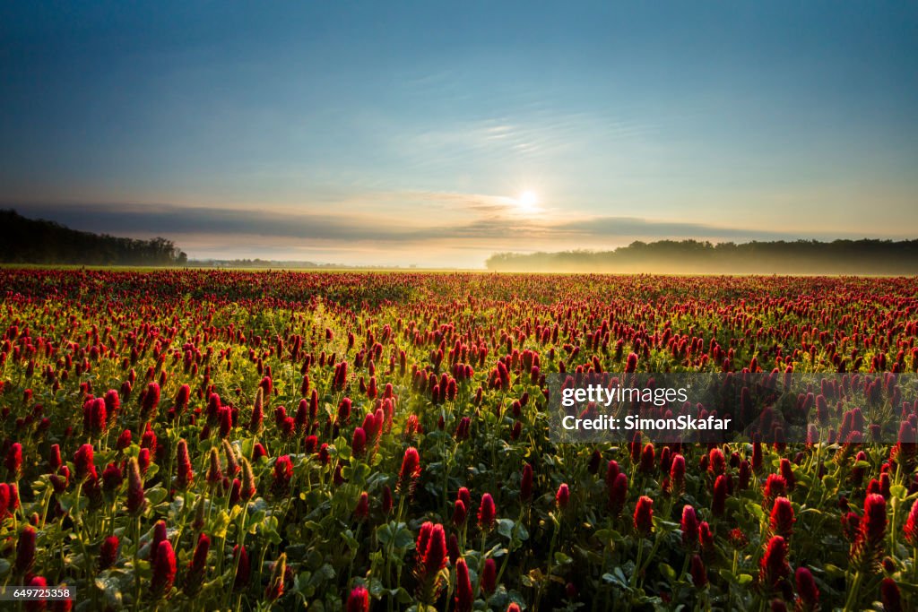 Schöne Aussicht auf Rotklee Pflanzen während des Sonnenuntergangs