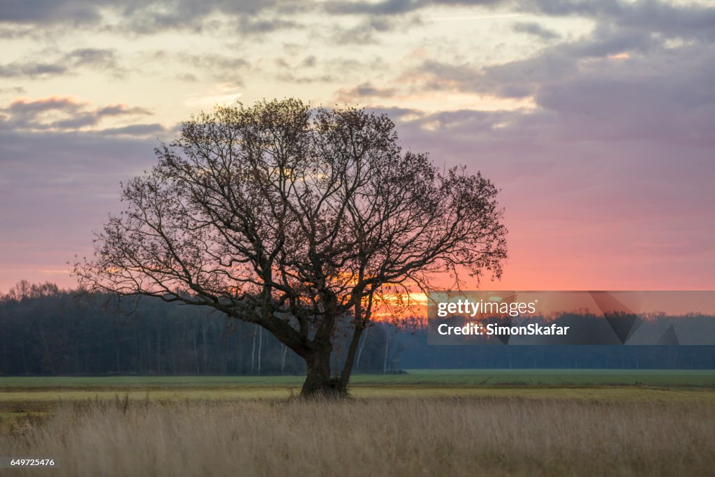 Tree on grassy field against sky during sunset