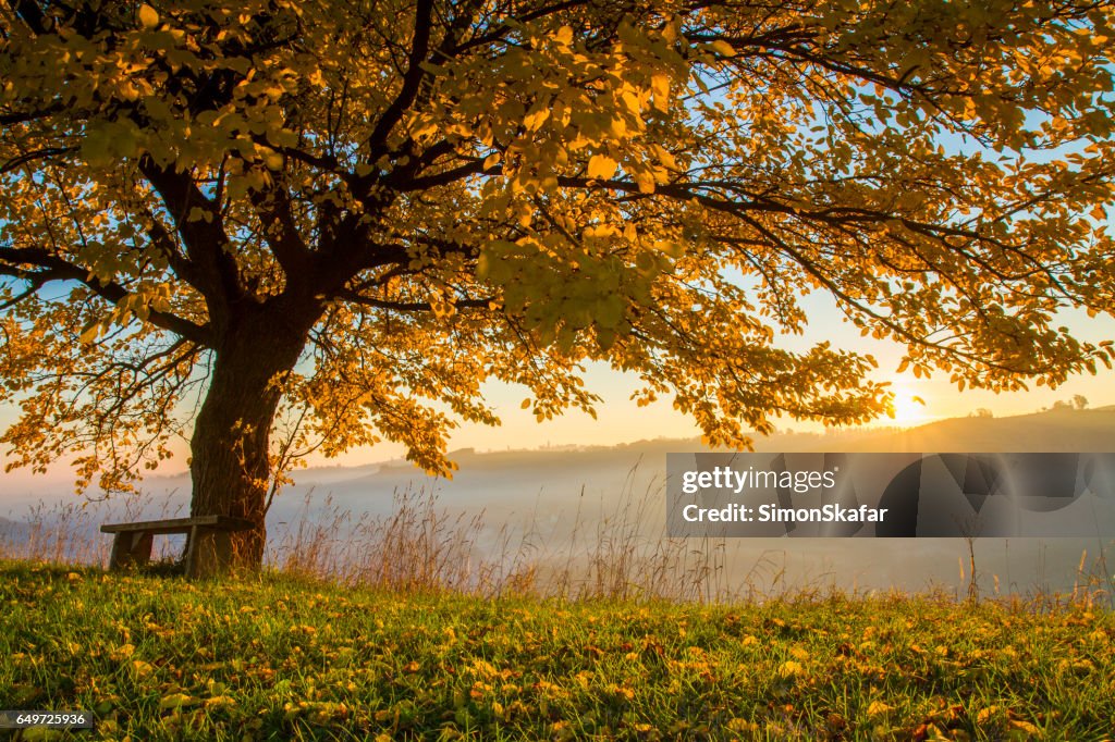 Herbst Baum auf Feld in nebliges Wetter