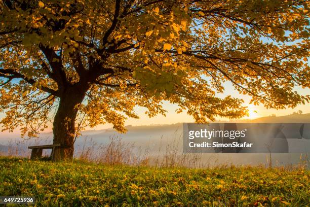autumn tree on field in foggy weather - single tree stock pictures, royalty-free photos & images