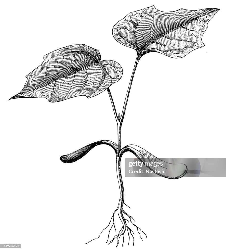 Spitzahorn (Acer platanoides)