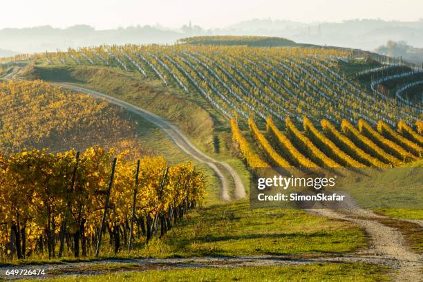 piante che crescono di fila in vigna - vendemmia foto e immagini stock