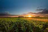 Beautiful view of corn farm during sunset