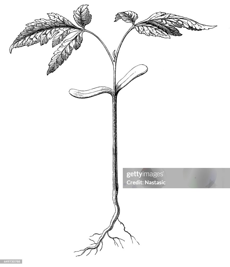 Goldenrain tree,pride of India,China tree or varnish tree (Koelreuteria paniculata)