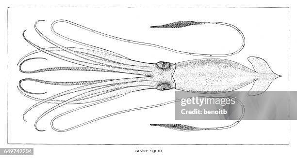 giant squid - giant squid illustration stock illustrations