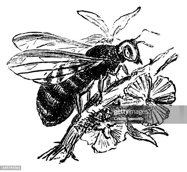 wasp - wasp stock illustrations