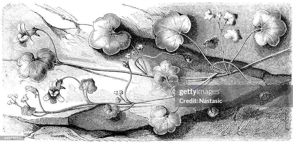 Ivy-leaved toadflax,Kenilworth ivy,coliseum ivy,Oxford ivy,mother of thousands,pennywort,wandering sailor (Cymbalaria muralis)
