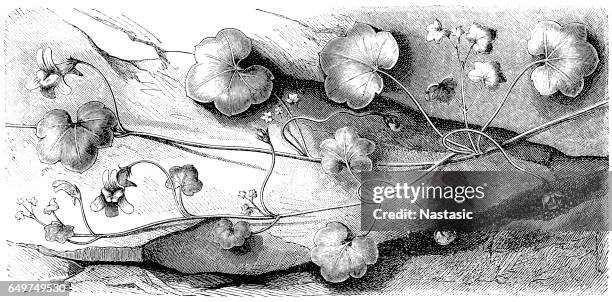 ivy-leaved toadflax,kenilworth ivy,coliseum ivy,oxford ivy,mother of thousands,pennywort,wandering sailor (cymbalaria muralis) - ivy leaved toadflax stock illustrations