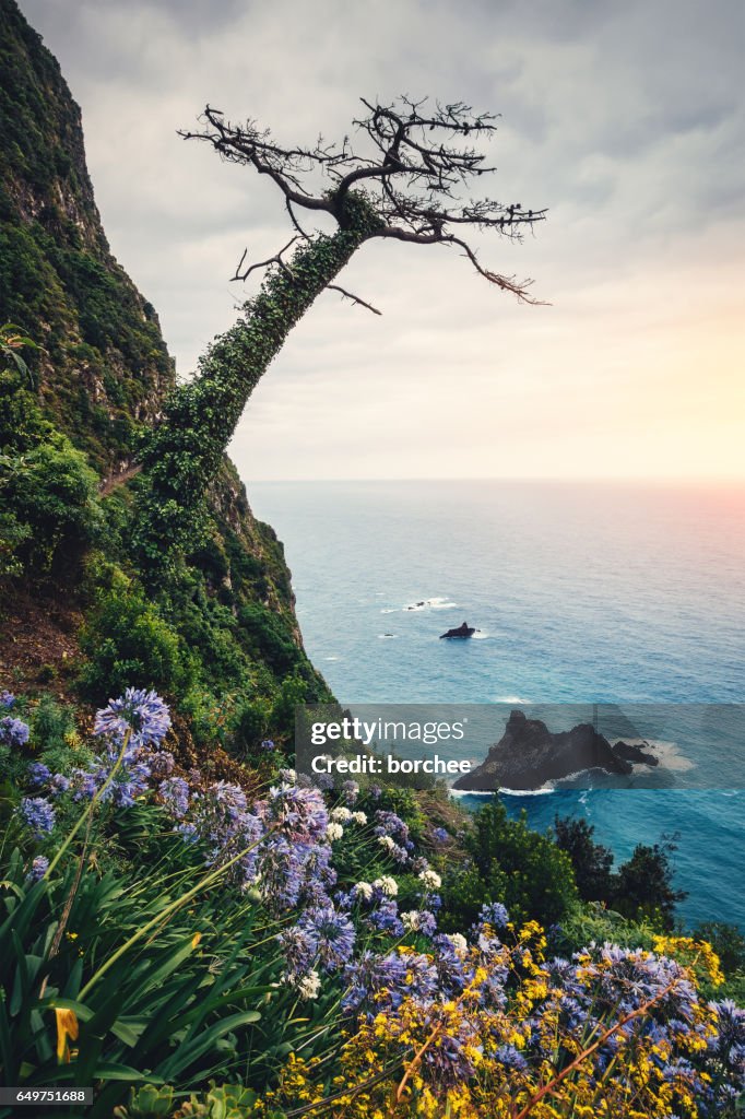 Madeira Island Landscape