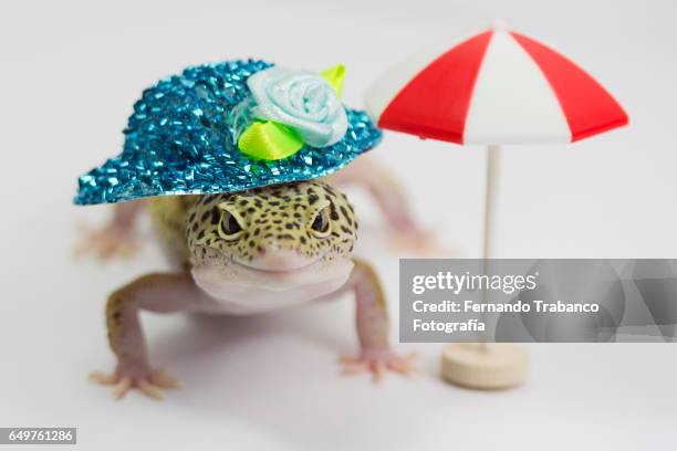 1,396 Funny Lizard Photos and Premium High Res Pictures - Getty Images 1,396 Funny Lizard Photos and Premium High Res Pictures - Getty Images