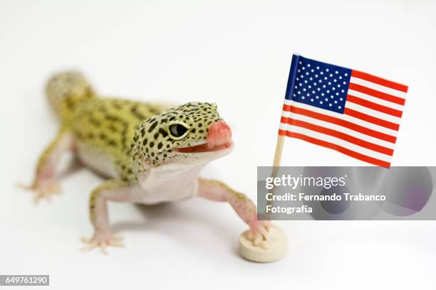 animal raises the flag of united states - american flag small stock pictures, royalty-free photos & images