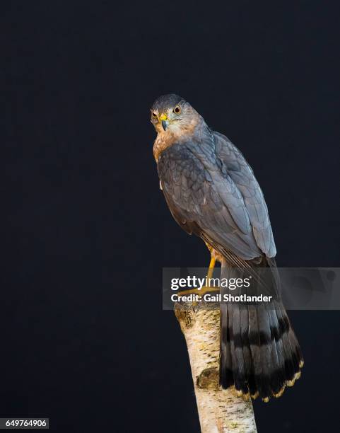 coopers hawk perched - coopers hawk stock pictures, royalty-free photos & images