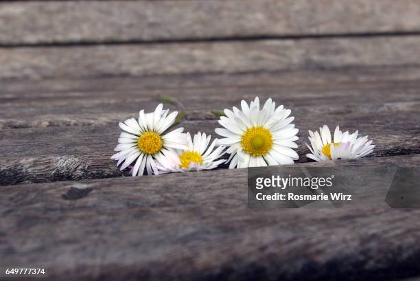a row of common daisies on a wooden bench - sarnico stock pictures, royalty-free photos & images