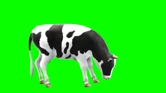 276 Cow Green Screen Videos and HD Footage - Getty Images