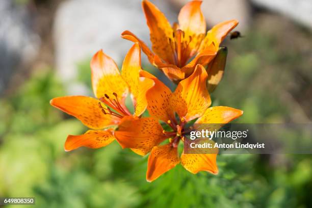 flowers - blomma stock pictures, royalty-free photos & images