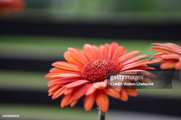 flowers - naturen fotografías e imágenes de stock