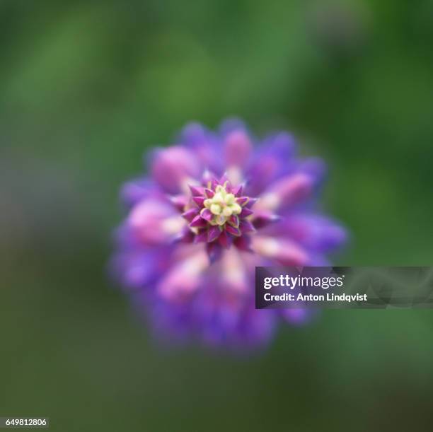 flowers - naturen fotografías e imágenes de stock