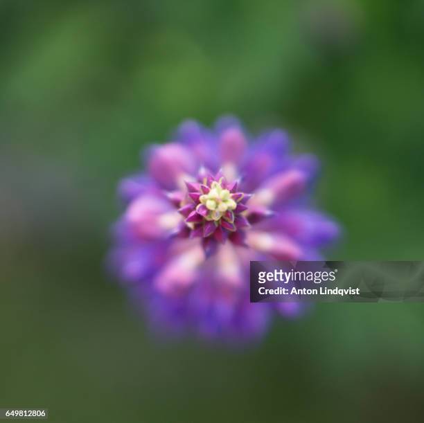 flowers - blomma stock pictures, royalty-free photos & images