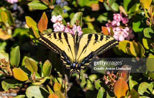 natur - naturen fotografías e imágenes de stock