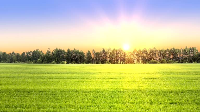26 Sun Grass Field Cartoon Videos and HD Footage - Getty Images 26 Sun Grass Field Cartoon Videos and HD Footage - Getty Images