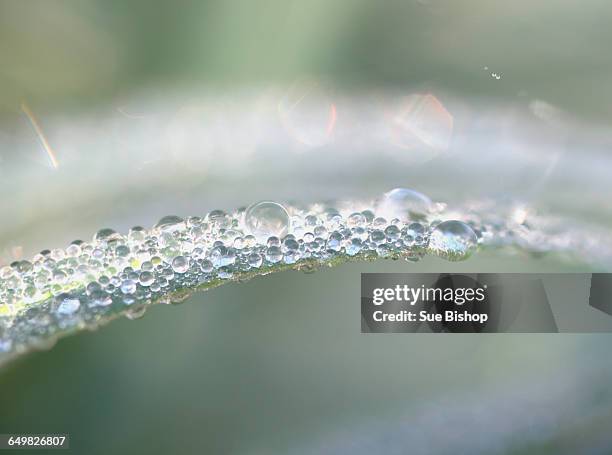 grass with raindrops - casta bishop imagens e fotografias de stock