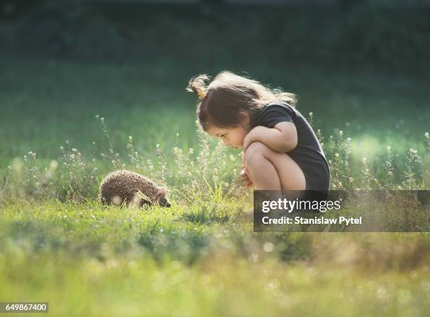 small girl looking at hedgehog on grass - young animal fotografías e imágenes de stock