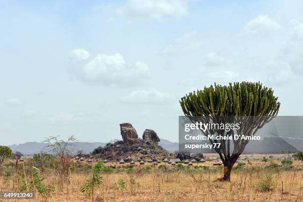 traditional karamojong village below huge boulders in the savannah - euphorbiaceae stock pictures, royalty-free photos & images