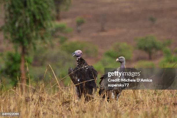 vulture in the savannah - ruppells griffon vulture stockfoto's en -beelden