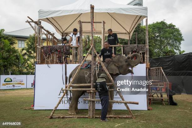 Mahouts prepare an elephant before starting the polo match during the 2017 King's Cup Elephant Polo at Anantara Chaopraya Resort in Bangkok, Thailand...