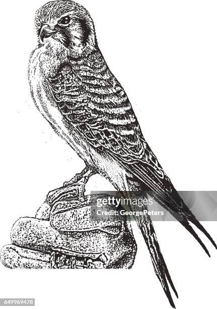 stockillustraties, clipart, cartoons en iconen met vrouwelijke torenvalk zitstokken. - falconry