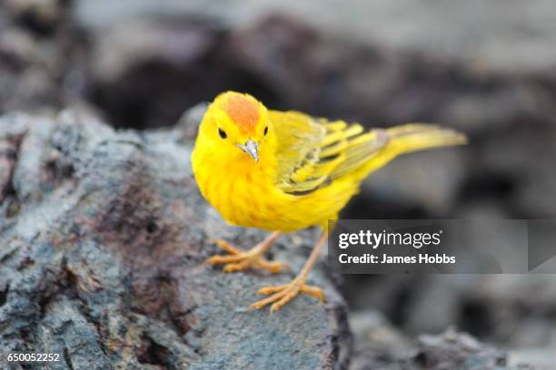 darwin's finches - galapagos finch stock pictures, royalty-free photos & images