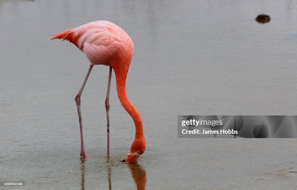 Galapagos Flamingo