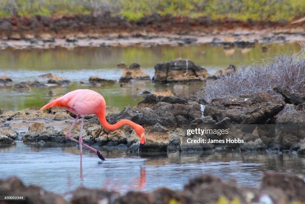 Galapagos Flamingo