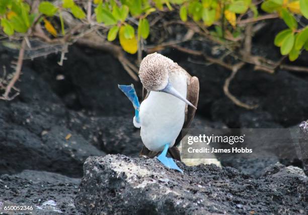 blue footed booby - galapagos stock pictures, royalty-free photos & images