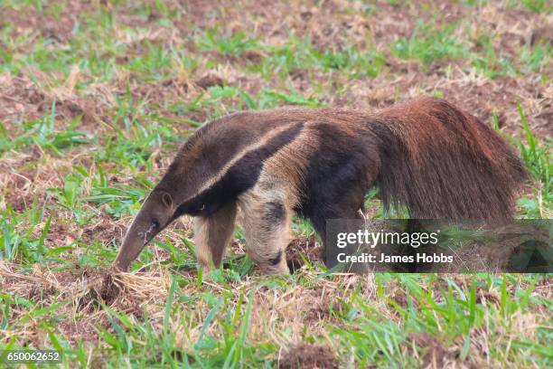 giant anteater - großer ameisenbär stock-fotos und bilder