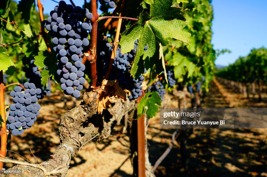 Pinot noir grapes