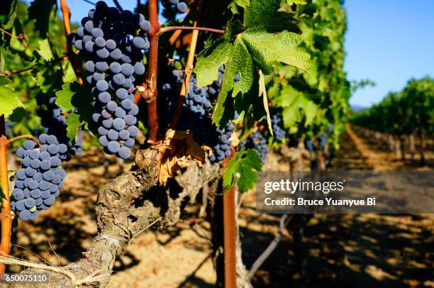 pinot noir grapes - napa califórnia - fotografias e filmes do acervo
